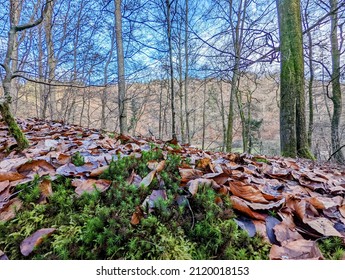 moosbedeckter Stein aus Blattwerk im Wald
