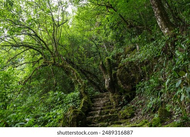 A moss-covered stone staircase winds through a dense, lush forest, creating a serene and mystical atmosphere. This scene captures the natural beauty and tranquil environment ideal for hiking  - Powered by Shutterstock