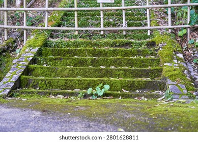 Moss-covered stone stairs ascend through a lush natural setting, flanked by mossy stone walls and a bamboo railing at the top. The weathered concrete steps are blanketed in vibrant green moss, with scattered fallen brown leaves adding texture. A simple bamboo fence runs horizontally along the upper portion of the staircase, partially obscuring the forested hillside beyond. Small green plants grow between the cracks in the steps, emphasizing the damp, humid environment. The stone edges on both sides feature irregular gray stones fitted together, also covered in thick moss. The scene suggests an ancient pathway in a Japanese garden or forest area, with natural elements slowly reclaiming the man-made structure. The atmosphere is serene, damp, and verdant, indicative of a shaded, moist environment.