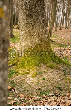 moss-covered tree base with exposed roots and leaf litter in spring forest