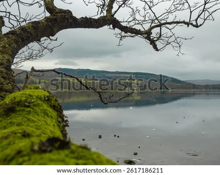 Moss-covered tree branch extends dramatically over icy, rocky shore of Loch Lomond, Scotland. Calm water reflects distant, misty hills under a grey winter sky, creating a moody and atmospheric scene