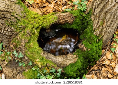 Moss-covered tree cavity filled with water in a forest environment - Powered by Shutterstock