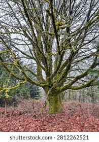 A moss-covered tree in a forest setting with fallen leaves.