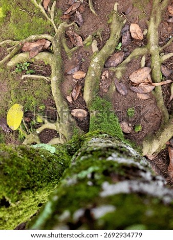 Moss-covered tree roots and trunk viewed from above, surrounded by damp soil and fallen leaves.