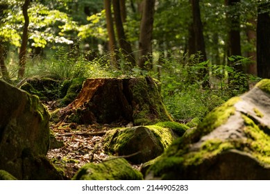 Moss-covered tree stump and rocks in a beech forest, Mörth, Teutoburg Forest, Germany - Powered by Shutterstock