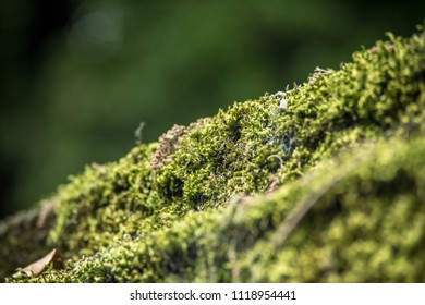 Moss-Covered Wall, Close Up 