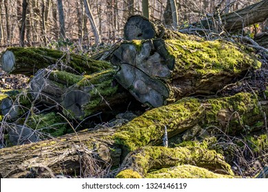 Mossed tree trunks store at the edge of the forest - Shutterstock ID 1324146119