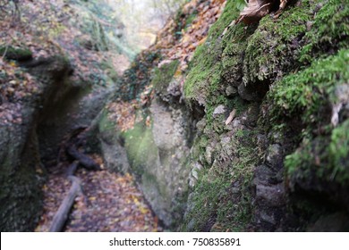 Mosses