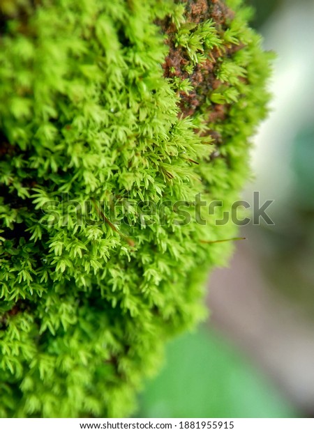 Mosses\
(bryophyte) on rocks, they are characteristically limited in size\
and prefer moist habitats. This photo also good for framework,\
quote, background, artwork or another\
project.
