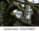 Mosses cling to tree branches along a creek in the Cascade Mountains of Washington State. Within the deep valleys and steep mountainsides of the Cascades, sheltered areas of temperate rainforest exist