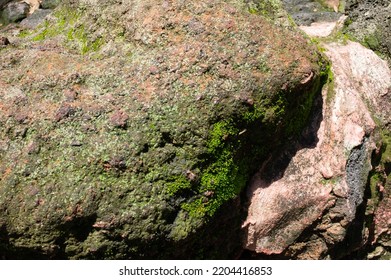 Mosses And Lichens Grow On Volcanic Rocks With High Humidity.