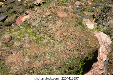 Mosses And Lichens Grow On Volcanic Rocks With High Humidity.