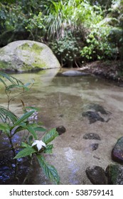 Mossman Gorge, Daintree Old Growth Rainforest, Far North Queensland