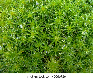 Mossy background