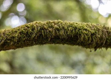 Mossy Branch With Deep Bokah Background