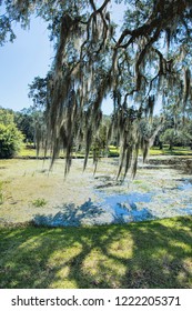 Mossy Branches Over Jungle Gardens In Iberia Parish Louisiana 