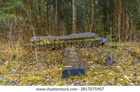 Mossy concrete sleeper lying in forest clearing, cracked surface and encroaching vegetation show long abandonment, subtle textures and natural reclamation