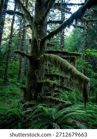 Mossy covered pine tree in dense rainforest in central area near Mount Hood