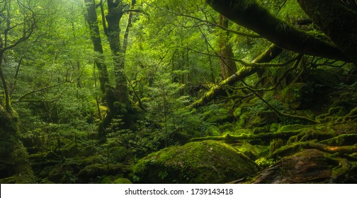 屋久島 の画像 写真素材 ベクター画像 Shutterstock