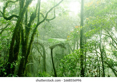 Mossy Forest, Cameron Highlands Malaysia