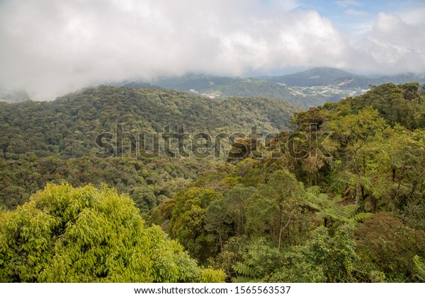 Mossy Forest Gunung Brinchang Mount Brinchang Stock Photo Edit Now 1565563537