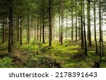 Mossy forest scene. In a deep forest covered with moss