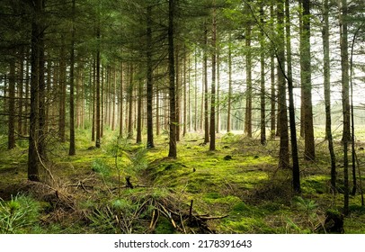 Mossy forest scene. In a deep forest covered with moss. Mossy forest background. Forest trees in moss