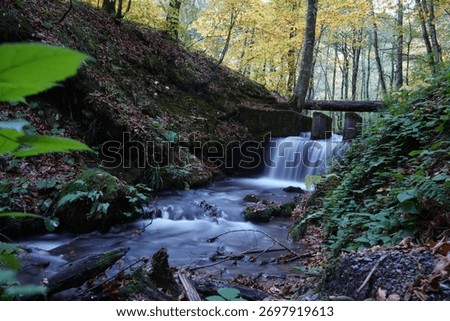 Mossy forest stream flows over small dam