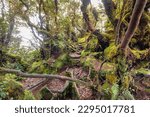 Mossy forest view during day time in Cameron Highland, Pahang