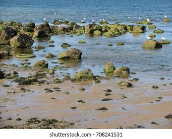 Mossy green rocks at the beach in Caumsett State Park in the village of LLoyd Harbor in Huntington, Long Island, New York.