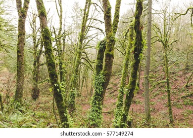 Mossy green trees in foggy Oregon forest. Winter day setting. Near Beaverton, Oregon, USA.