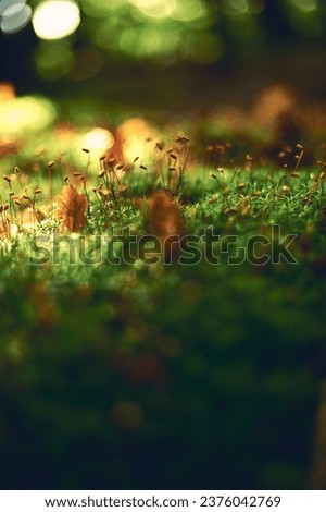 Mossy ground with leaves glowing in sunlight. High quality photo
