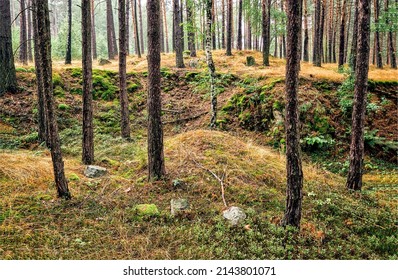 Mossy ground in a pine forest. Forest trees. Forest scene. Forest background