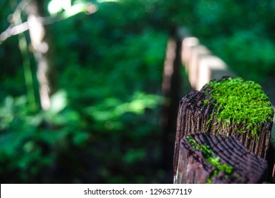 Mossy Hand Rail From A Forest Trail Near The Mark Twain National Forest In Missouri, USA