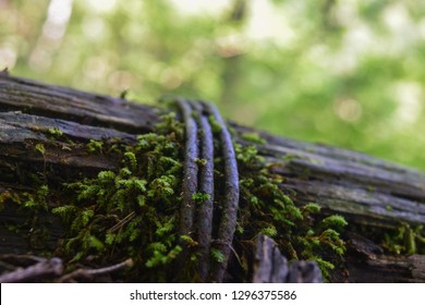 Mossy Handrail On A Forest Trail Near The Mark Twain National Forest In Missouri, USA