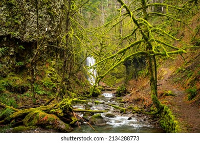 Mossy Hiking Trail In The Columbia River Gorge