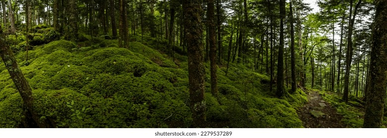 Mossy HIllside Leading Up To Mount Sterling in Great Smoky Mountains National Park