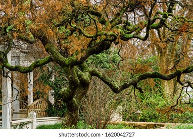 A Mossy Japanese Maple In Winter.