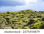 Mossy lava field. Eldhraun lava field in Iceland 