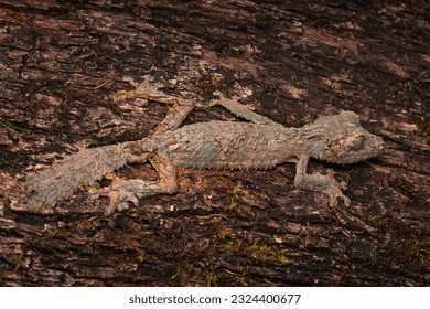 Mossy leaf-tailed gecko, Uroplatus sikorae, Reserve Peyrieras, lizaed in the nature habitat. Gecko from Madagascar. Lizard camouflaged in the trunk. Madagascar endemic wildlife nature. Africa travel. - Powered by Shutterstock