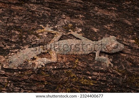 Mossy leaf-tailed gecko, Uroplatus sikorae, Reserve Peyrieras, lizaed in the nature habitat. Gecko from Madagascar. Lizard camouflaged in the trunk. Madagascar endemic wildlife nature. Africa travel.