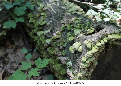 Mossy log forest 