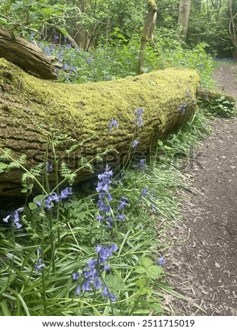 mossy log in the forest