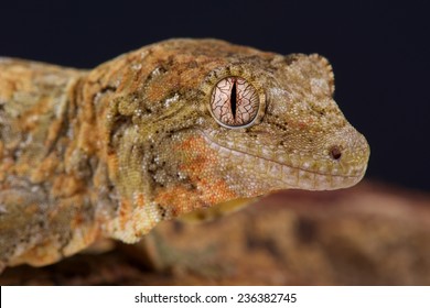 Mossy New Caledonian gecko / Mniarogekko chahoua