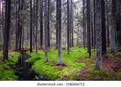 In the mossy northern forest. Larch tree forest in moss. Mossy larch tree forest landscape. Mossy forest stream landscape