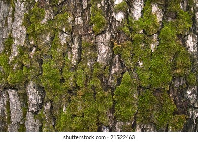 Mossy Oak Bark