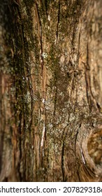 Mossy Oak Bark Background Texture