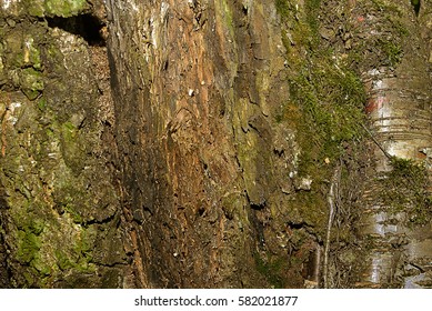 Mossy Oak Bark, Selective Focus