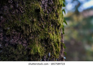 Mossy  Oak Tree With Blurry Background 