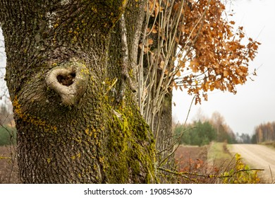 Mossy Oak Tree With Heart-shaped Wound 